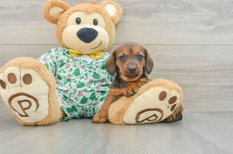 5 week old Dachshund Puppy For Sale - Puppy Love PR