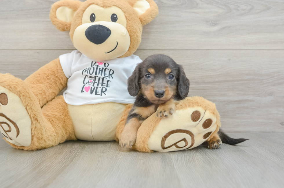 6 week old Dachshund Puppy For Sale - Puppy Love PR