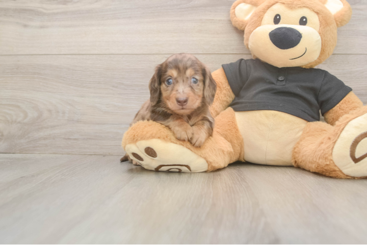 Dachshund Pup Being Cute