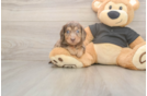 Dachshund Pup Being Cute