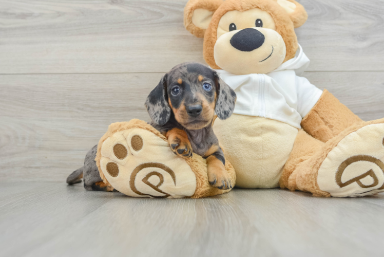 Meet Dwayne - our Dachshund Puppy Photo 1/3 - Puppy Love PR Best Dachshund Baby
