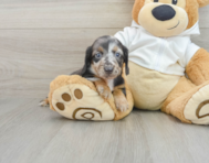 8 week old Dachshund Puppy For Sale - Puppy Love PR