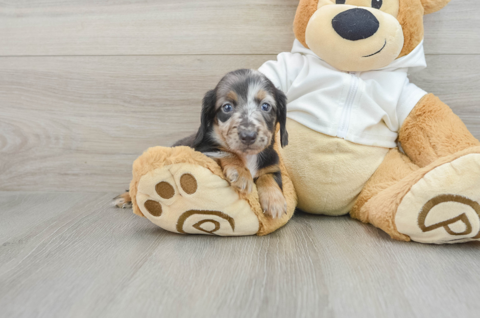 7 week old Dachshund Puppy For Sale - Puppy Love PR