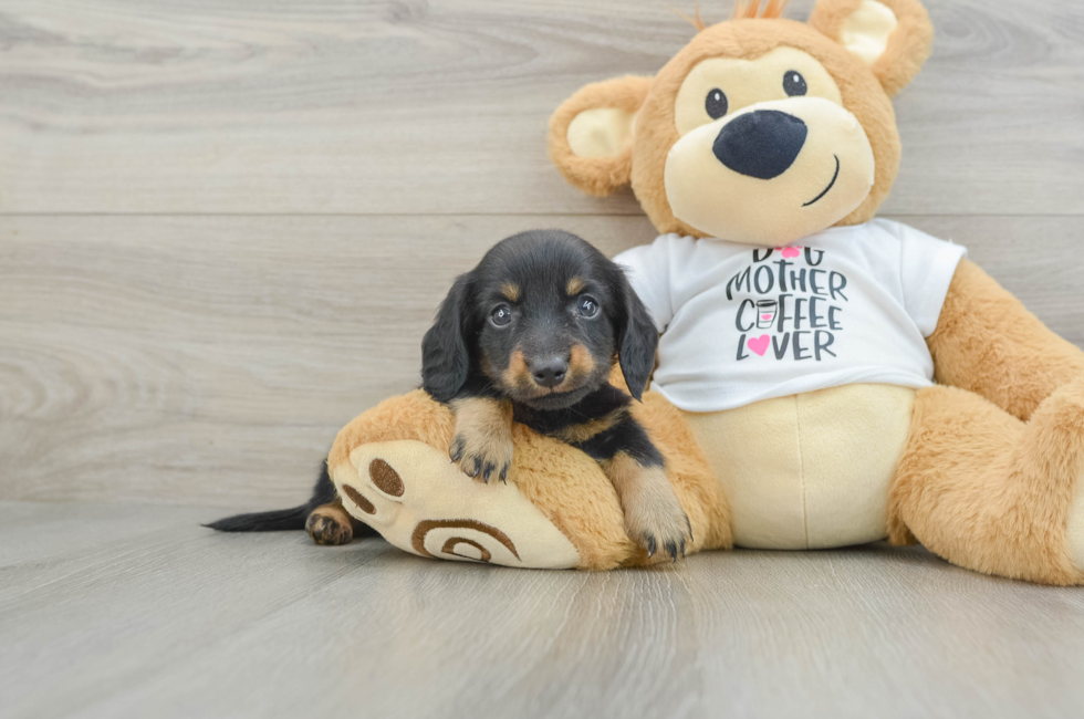 6 week old Dachshund Puppy For Sale - Puppy Love PR