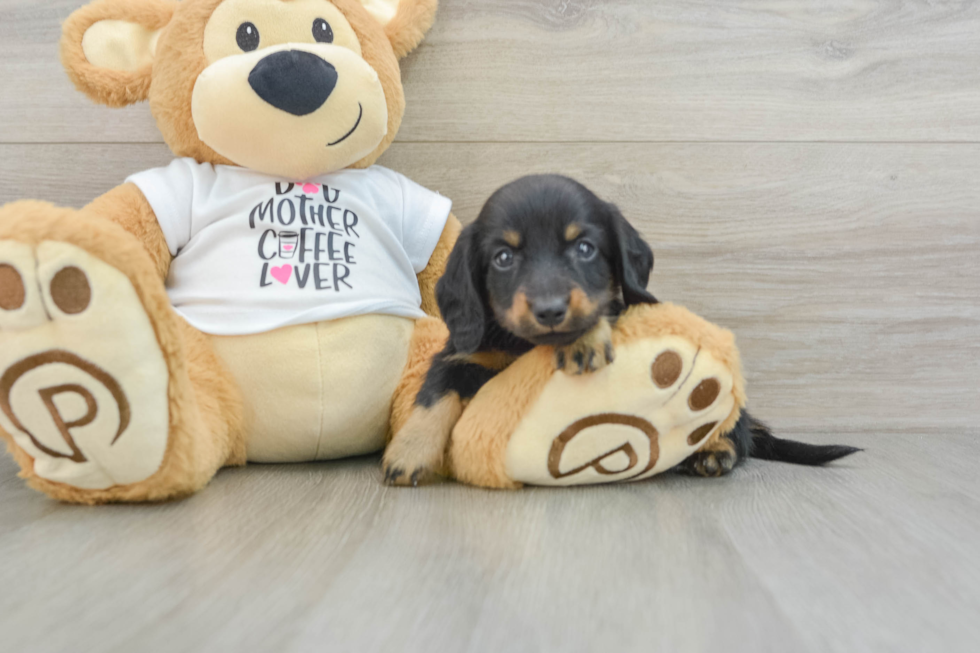 Cute Dachshund Purebred Pup