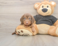 6 week old Dachshund Puppy For Sale - Puppy Love PR