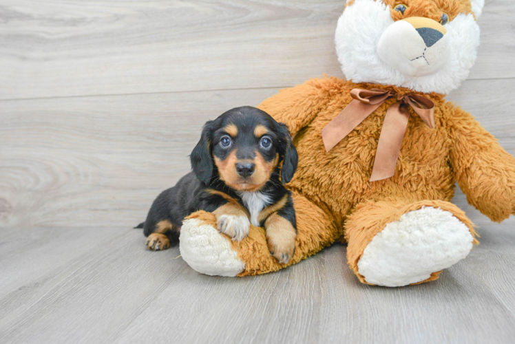 Cute Dachshund Purebred Pup