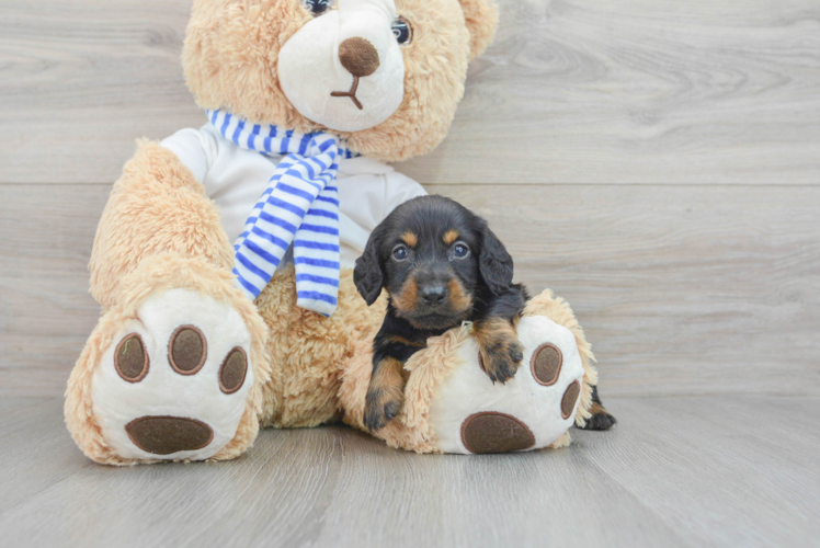 Meet Jack - our Dachshund Puppy Photo 1/3 - Puppy Love PR Dachshund Puppy for Adoption