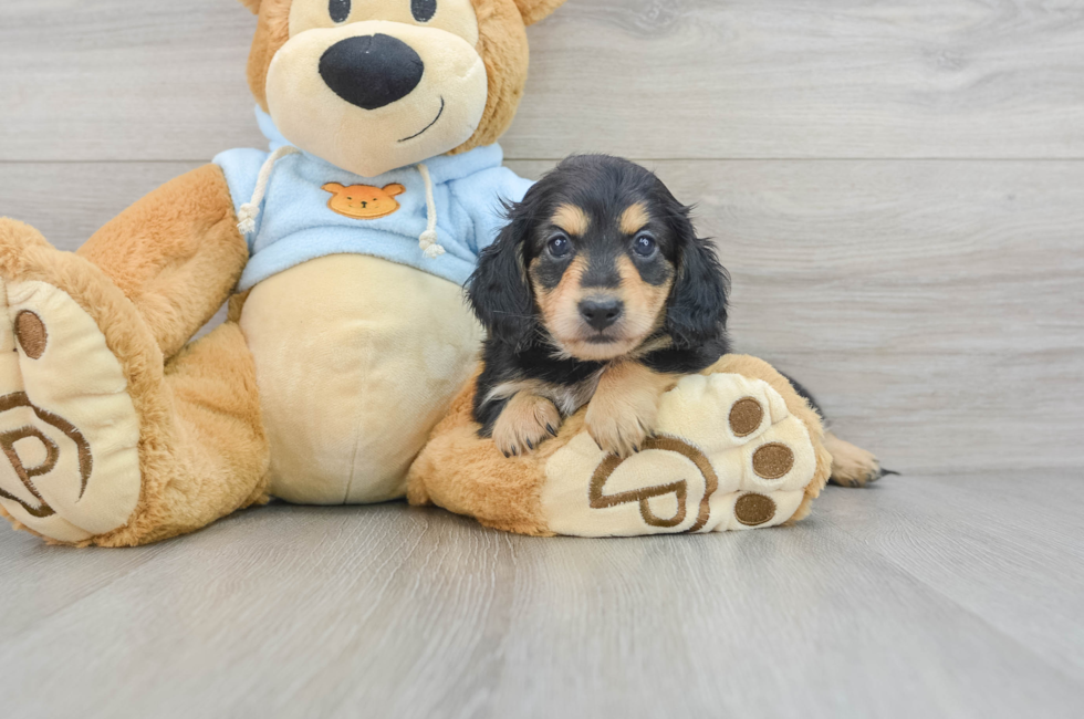 6 week old Dachshund Puppy For Sale - Puppy Love PR