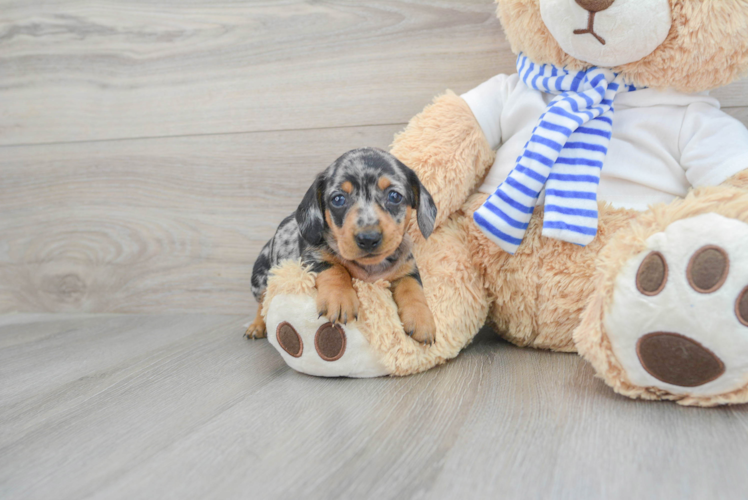 Meet Julie - our Dachshund Puppy Photo 1/3 - Puppy Love PR Cute Dachshund Purebred Pup