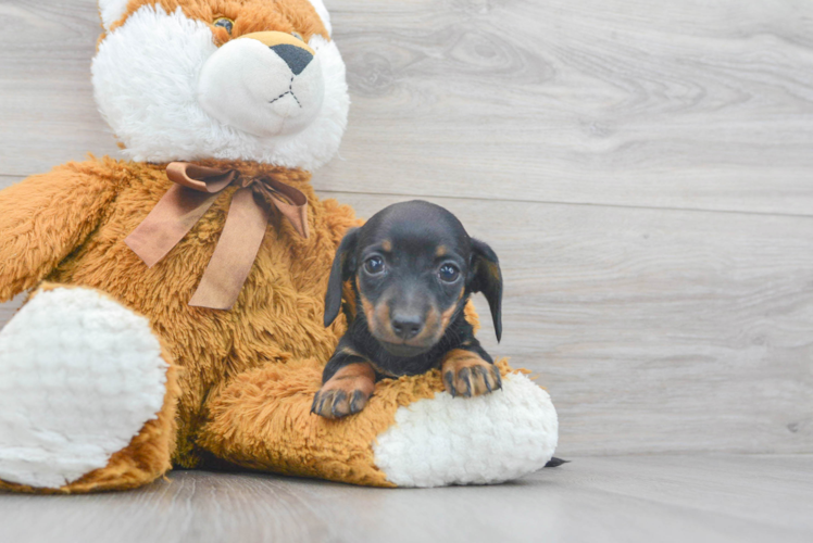 Cute Dachshund Purebred Pup