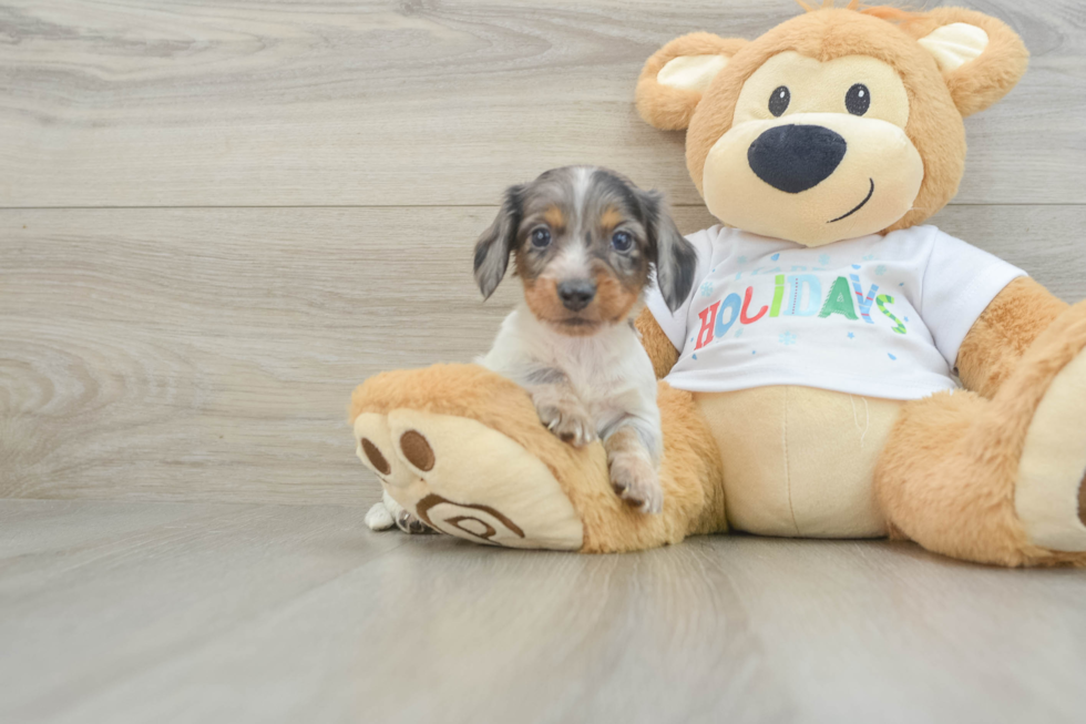 Cute Dachshund Purebred Pup