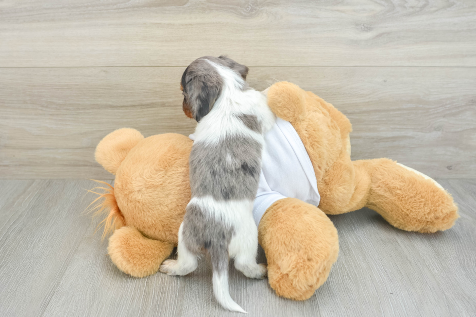 Cute Doxie Purebred Puppy