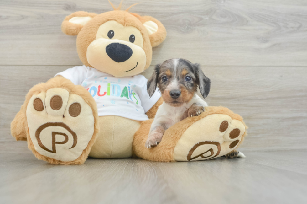 5 week old Dachshund Puppy For Sale - Puppy Love PR