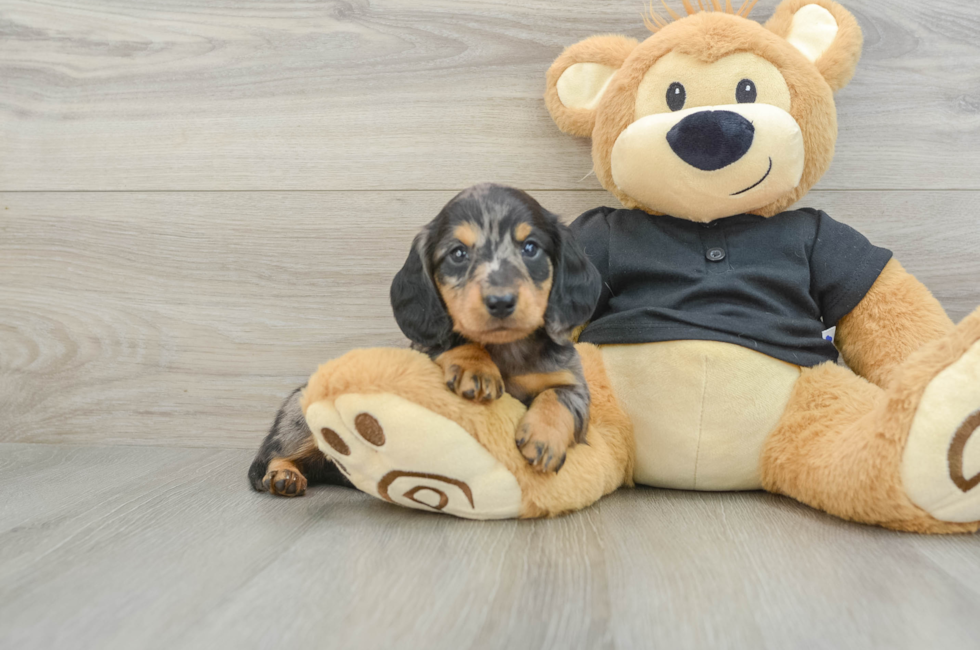 5 week old Dachshund Puppy For Sale - Puppy Love PR