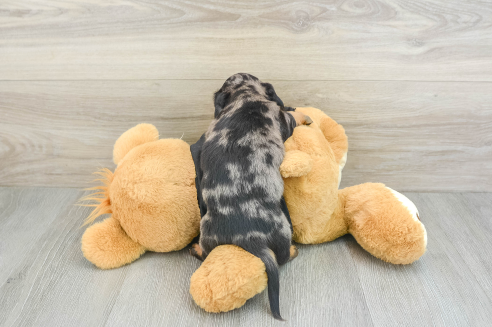 Dachshund Pup Being Cute