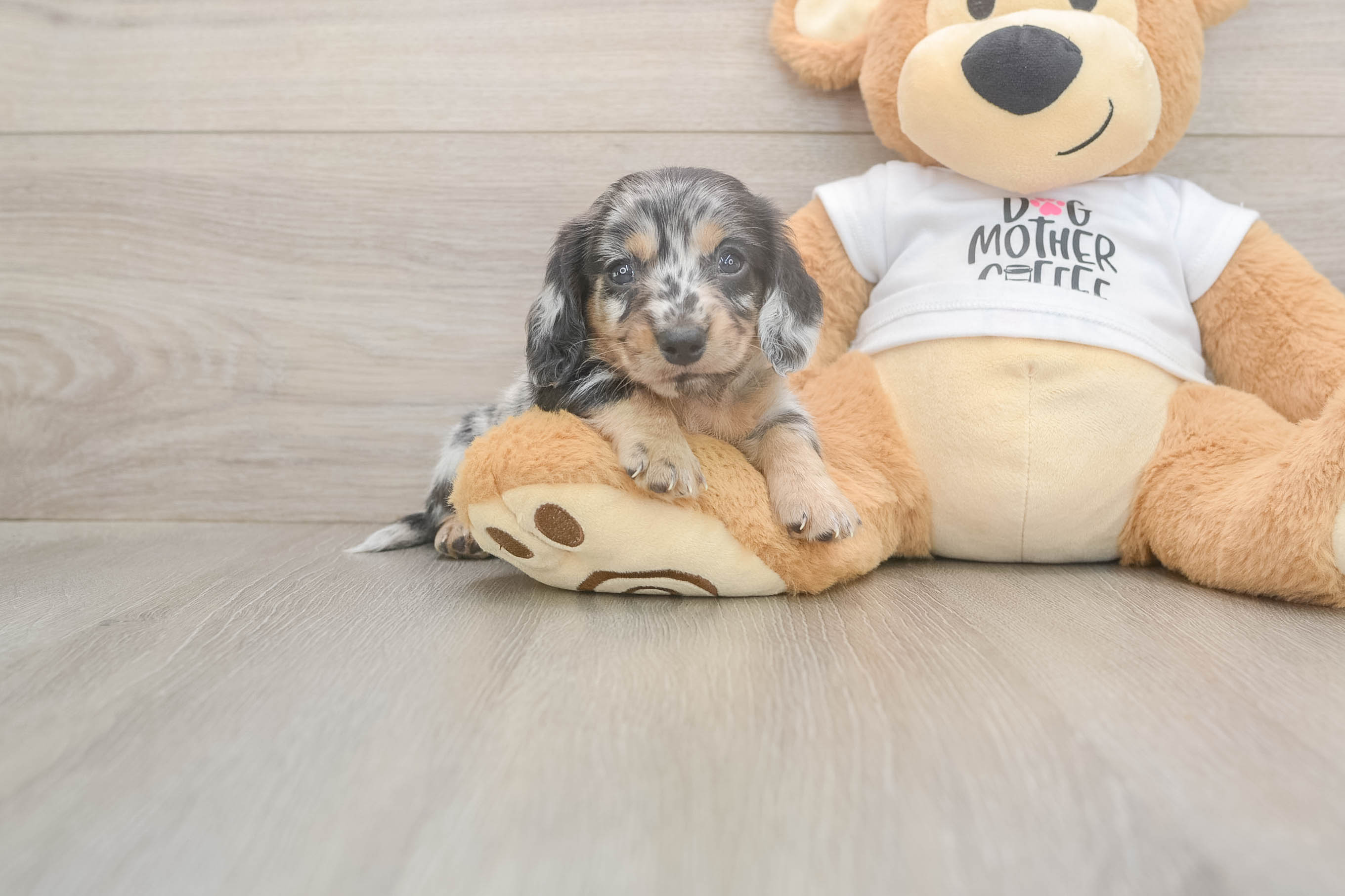 Cute Dachshund Purebred Pup