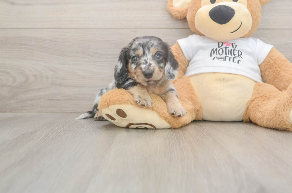 5 week old Dachshund Puppy For Sale - Puppy Love PR