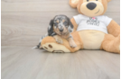 Meet Laddie - our Dachshund Puppy Photo  1/3 - Puppy Love PR Cute Dachshund Purebred Pup