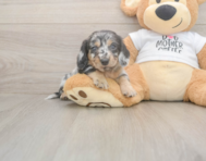 5 week old Dachshund Puppy For Sale - Puppy Love PR 5 week old Dachshund Puppy For Sale - Puppy Love PR