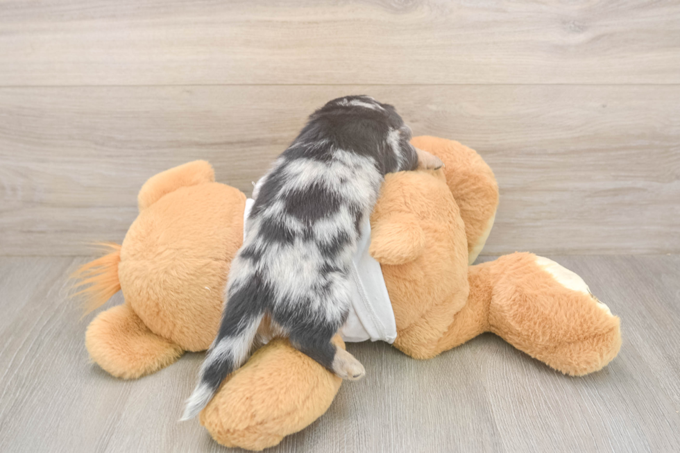 Meet Laddie - our Dachshund Puppy Photo  3/3 - Puppy Love PR Cute Dachshund Purebred Pup