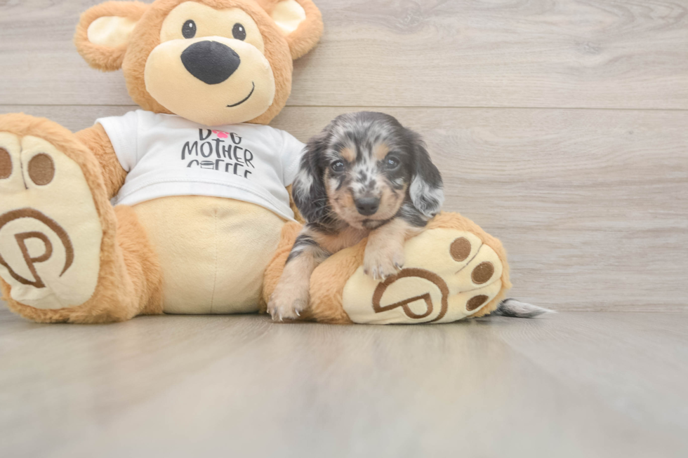 Meet Laddie - our Dachshund Puppy Photo  2/3 - Puppy Love PR Dachshund Pup Being Cute