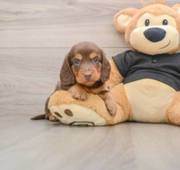 5 week old Dachshund Puppy For Sale - Puppy Love PR