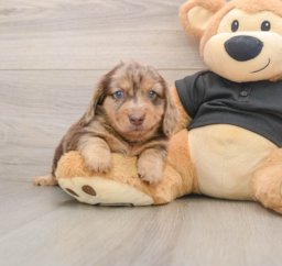 5 week old Dachshund Puppy For Sale - Puppy Love PR