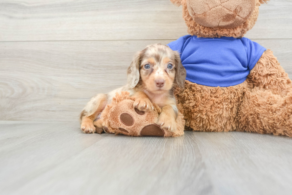 Best Dachshund Baby