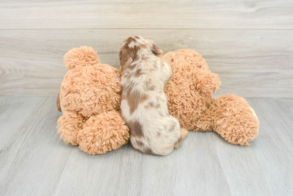Cute Dachshund Baby