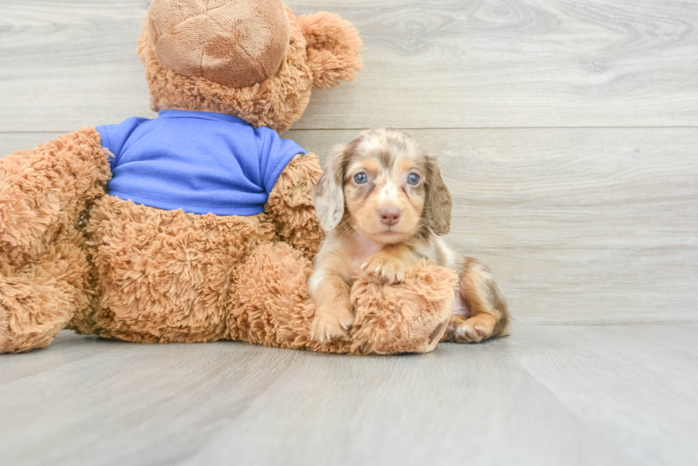 Dachshund Puppy for Adoption