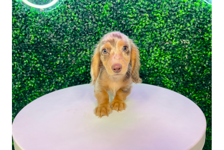 Cute Doxie Purebred Puppy