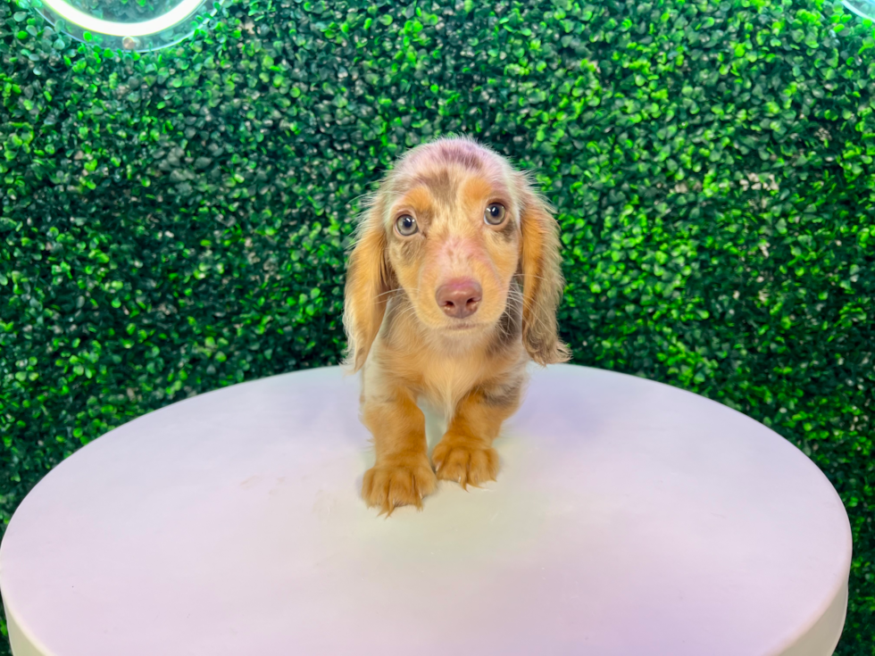 Cute Doxie Purebred Puppy