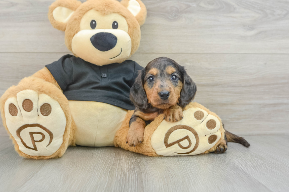 5 week old Dachshund Puppy For Sale - Puppy Love PR