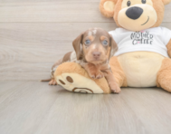 5 week old Dachshund Puppy For Sale - Puppy Love PR