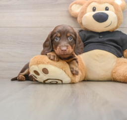 5 week old Dachshund Puppy For Sale - Puppy Love PR