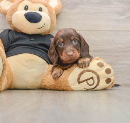 5 week old Dachshund Puppy For Sale - Puppy Love PR