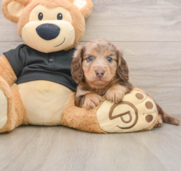 5 week old Dachshund Puppy For Sale - Puppy Love PR