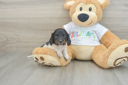 Dachshund Pup Being Cute