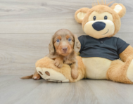 6 week old Dachshund Puppy For Sale - Puppy Love PR