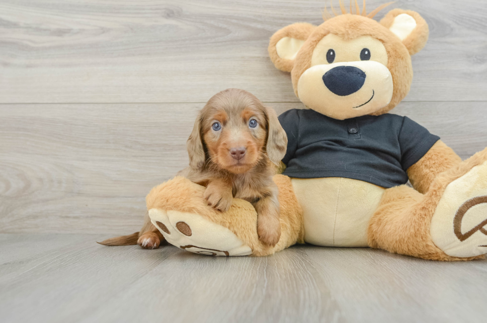 6 week old Dachshund Puppy For Sale - Puppy Love PR