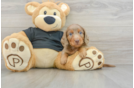 Dachshund Puppy for Adoption