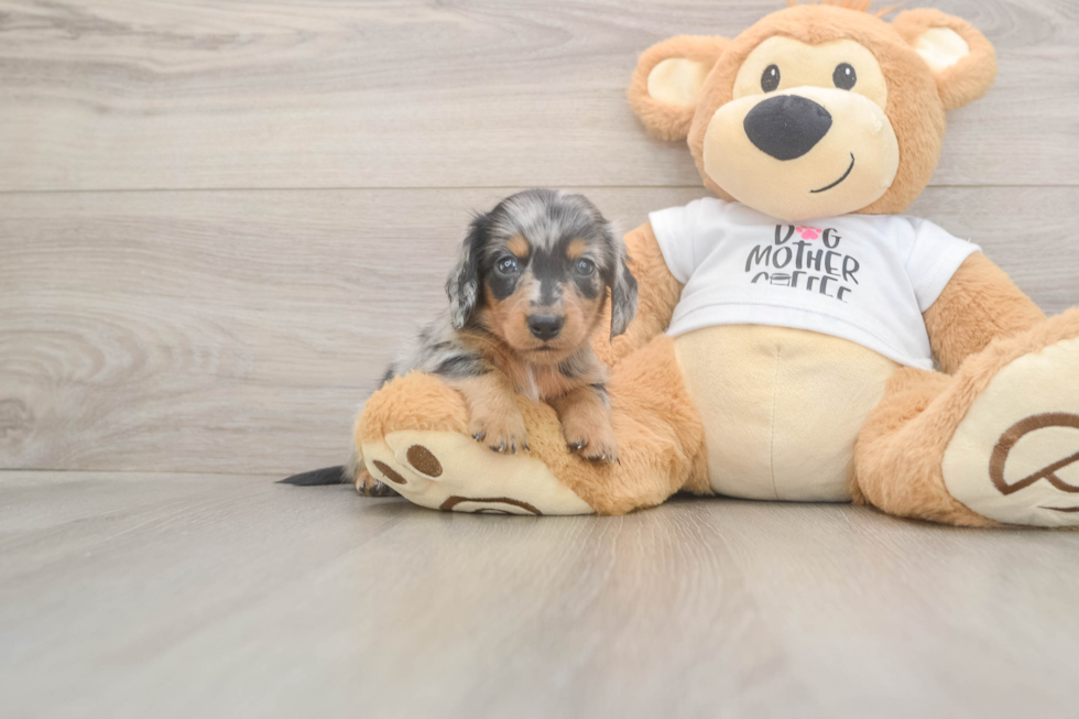 Meet Lem - our Dachshund Puppy Photo  2/3 - Puppy Love PR Best Dachshund Baby
