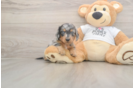 Meet Lem - our Dachshund Puppy Photo  2/3 - Puppy Love PR Best Dachshund Baby