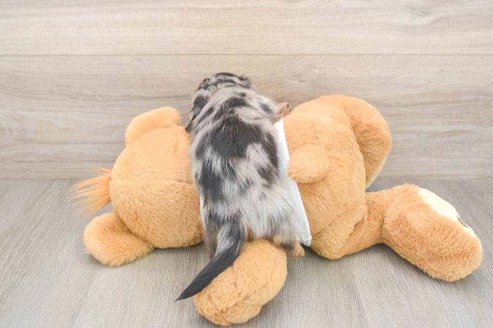 Meet Lem - our Dachshund Puppy Photo  3/3 - Puppy Love PR Cute Doxie Purebred Puppy