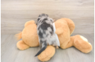 Meet Lem - our Dachshund Puppy Photo  3/3 - Puppy Love PR Cute Doxie Purebred Puppy