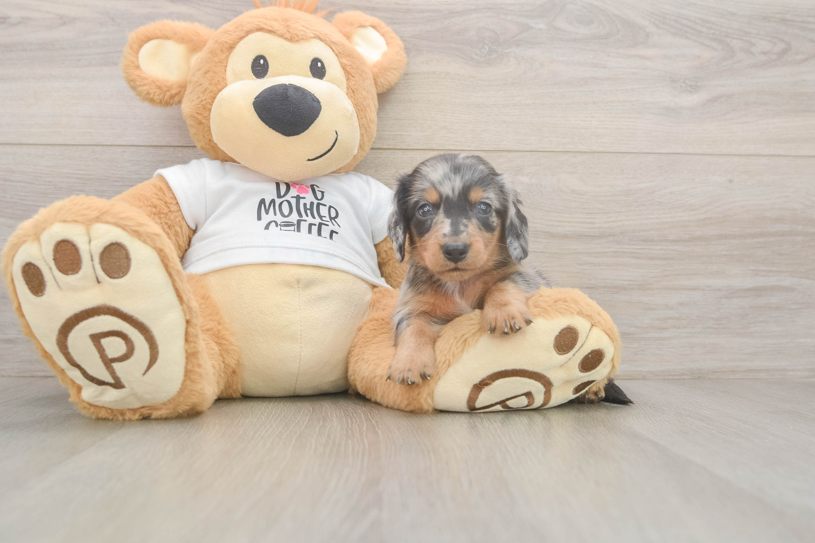Dachshund Pup Being Cute