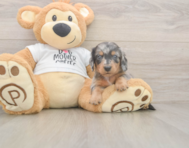 6 week old Dachshund Puppy For Sale - Puppy Love PR