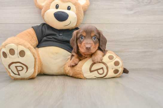 LEM, compañero(a) de camada de Dachshund