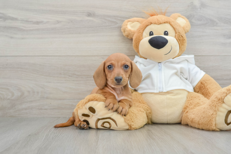 Meet Libra - our Dachshund Puppy Photo 1/3 - Puppy Love PR Cute Dachshund Baby